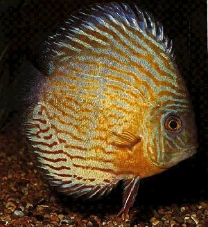 Peces Symphysodon discus