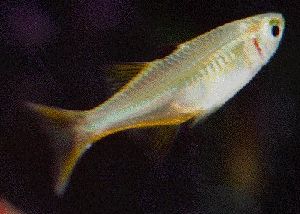 Peces Telmatherina ladigesi