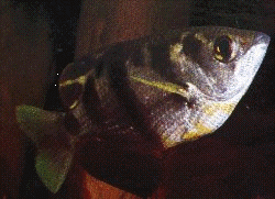 Peces Toxotes jaculator