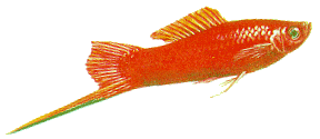 Peces Xiphophorus helleri