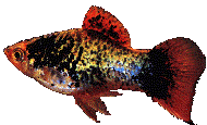 Peces Xiphophorus maculatus