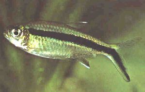 Peces Thayeria boehlkei