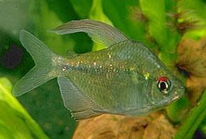 Peces Moenkhausia pittieri