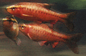 Peces Puntius titteya