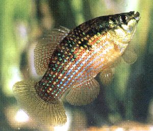 Peces Jordanella floridae