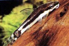 Peces Otocinclus affinis