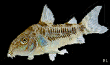 Peces Corydoras paleatus