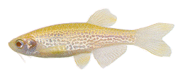 Peces Brachydanio albolineatus