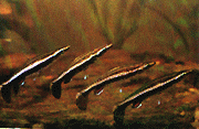 Peces Poecilobrycon eques