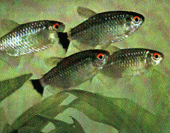 Peces Moenkhausia sanctaefilomenae