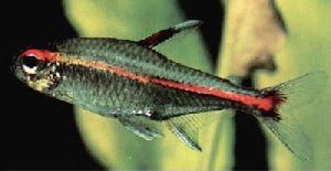 Peces Hemmigrammus erythrozonus