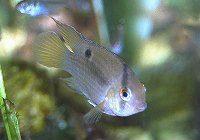 Peces Aequidens maronii