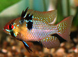 Peces Papiliochromis ramirezi