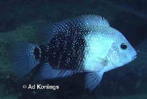 Peces Cichlasoma cyanoguttatum