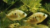 Peces Etroplus maculatus
