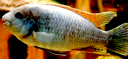 Peces Labeotropheus fuelleborni