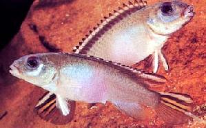 Peces Nanochromis parilus