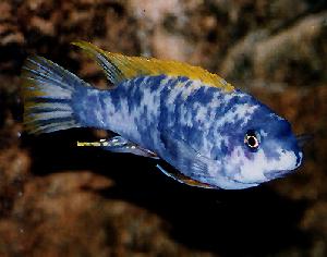 Peces Labeotropheus trewavasae