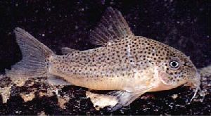 Peces Corydoras polysticus