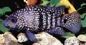 Peces Cichlasoma carpinte