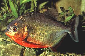 Peces Serrasalmus natterei