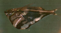 Peces Carnegiella strigata