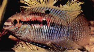 Peces Laetacara curviceps