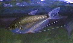 Peces Trichogaster microlepsis