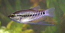 Peces Trichogaster pectoralis
