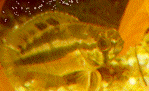Peces Nannacara anomala