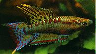 Peces Aphyosemion bivittatum