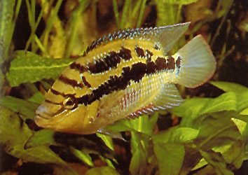 Peces Cichlasoma salvini