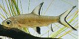Peces Balantiocheilos melanopterus
