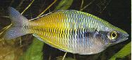 Peces Melanotaenia boesemanni