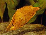 Peces Monocirrhus polyacanthus
