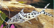 Peces Pimelodus Pictus