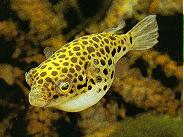 Peces Tetraodon fliviatilis