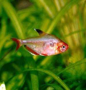 Peces Hyphessobrycon serpae