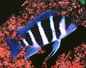 Peces Cyphotilapia frontosa