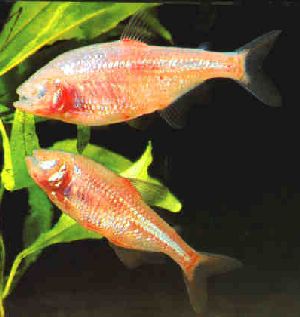 Peces Anoptichthys jordani