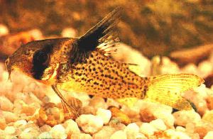 Peces Corydoras malanistius