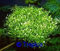 Riccia fluitans