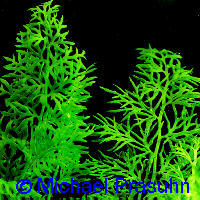 Ceratopteris thalictroides