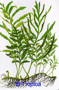 Bolbitis heudelotii