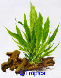 Microsorum pteropus
