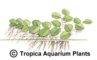 Salvinia natans