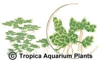 Azolla caroliniana