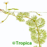 Cabomba caroliniana