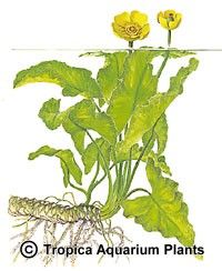 Nuphar japonica