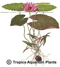 Nymphaea pubescens